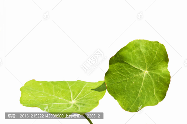 旱金蓮葉