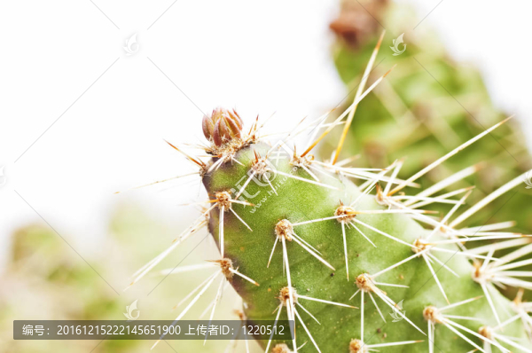 仙人掌；Opuntia,rhodantia