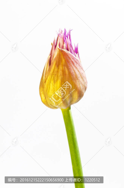 韭菜開花