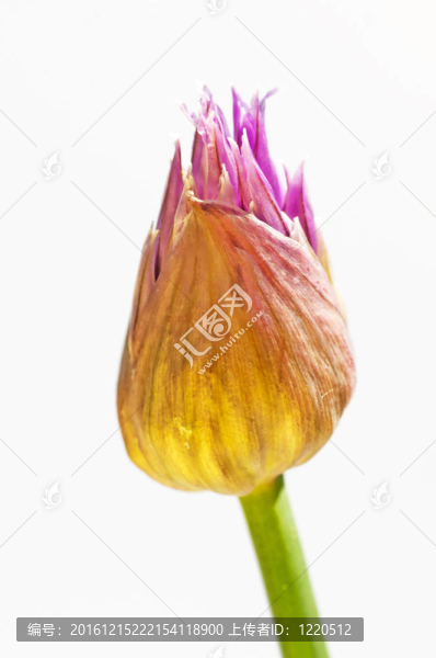韭菜開(kāi)花