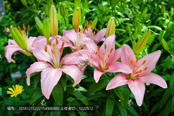 粉色的百合花