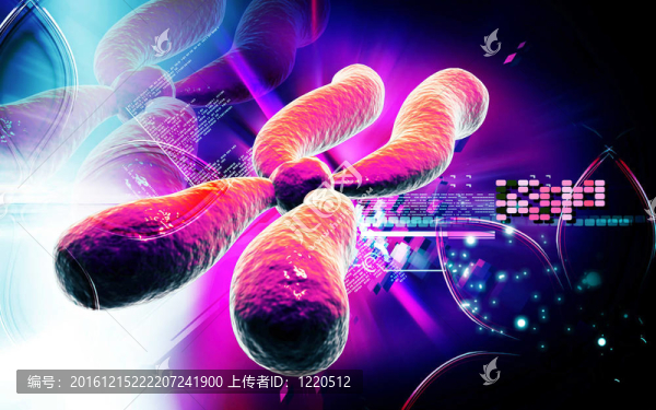 染色體