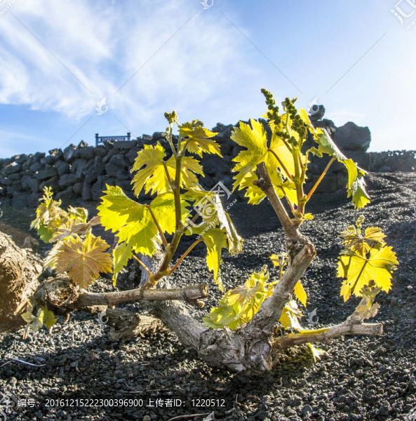 在蘭薩羅特島島上的火山土壤中生長(zhǎng)的葡萄園；