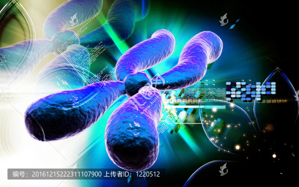 染色體
