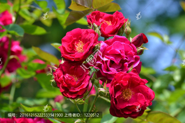 紫色的Colored,Roses