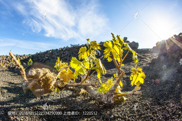 在蘭薩羅特島島上的火山土壤中生長(zhǎng)的葡萄園；