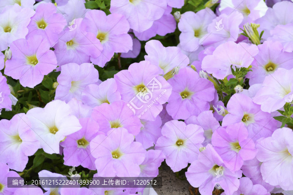 丁香紫色的牽?；? title=