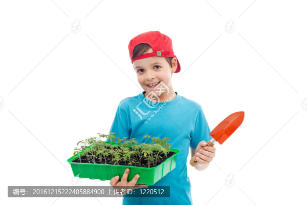 男孩與西紅柿苗托盤和小園藝鏟