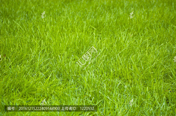 綠色的草