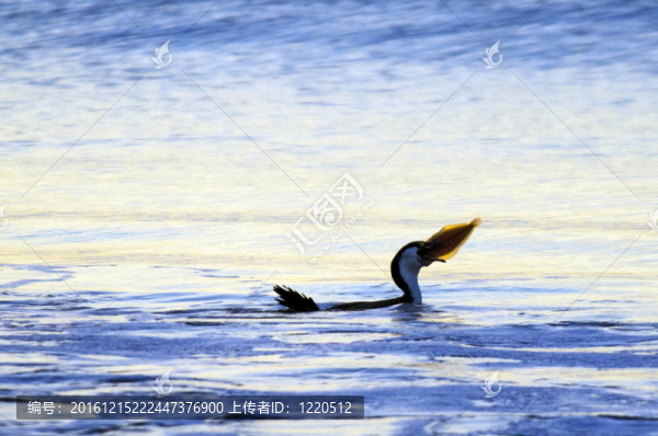 野生動(dòng)物和自然的鸕鶿鳥(niǎo)
