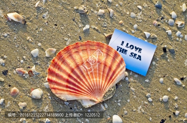 在海灘上