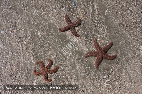 三海星
