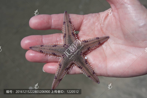 拿著海星