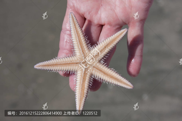 拿著海星