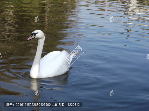 水上白天鵝