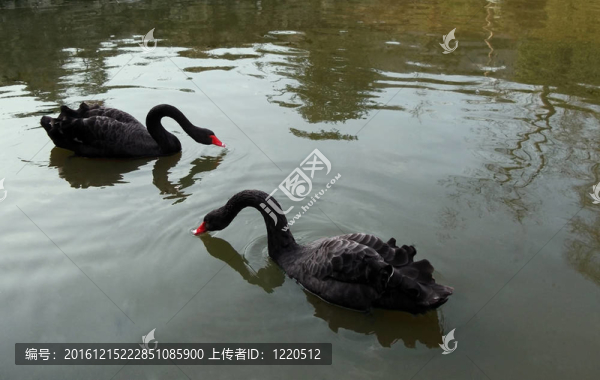 湖上的一對黑天鵝