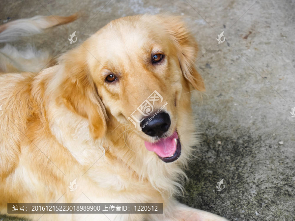 快樂(lè)的金毛獵犬