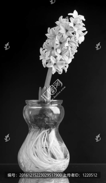 風(fēng)信子