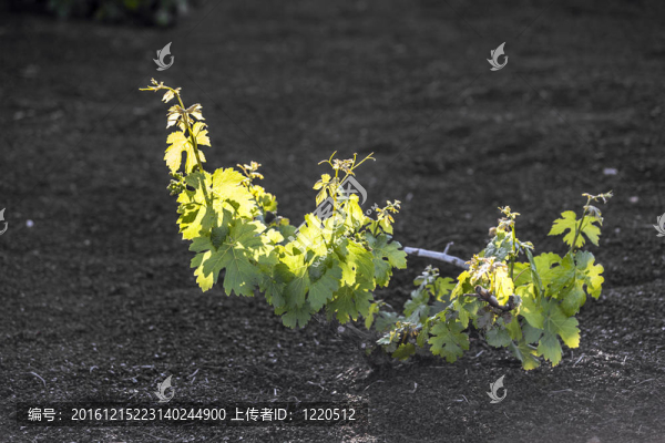 在蘭薩羅特島島上的火山土壤中生長的葡萄園；