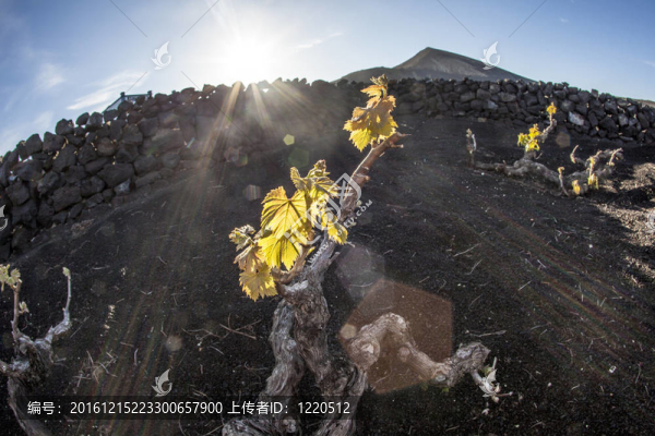 在蘭薩羅特島島上的火山土壤中生長的葡萄園；
