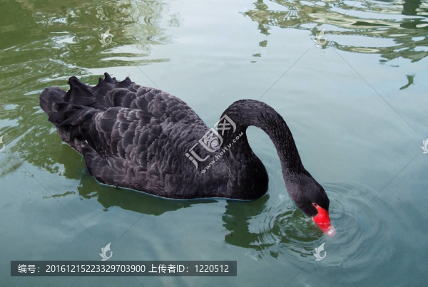 水上黑天鵝