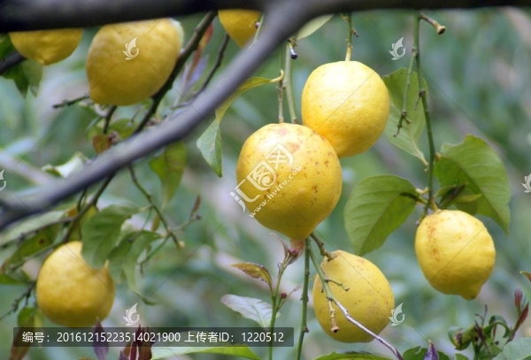 檸檬樹檸檬