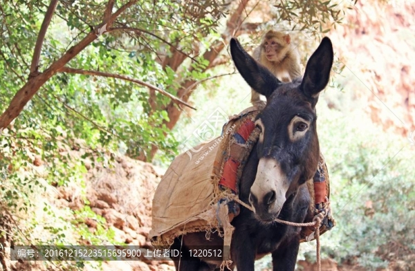 猴子驢-匯圖網(wǎng) www.fosd68.com 猴子驢