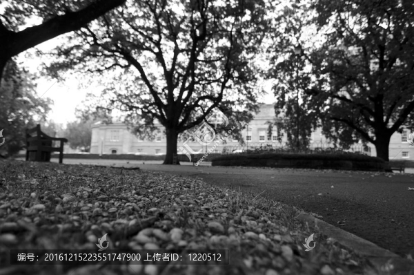 公園景色