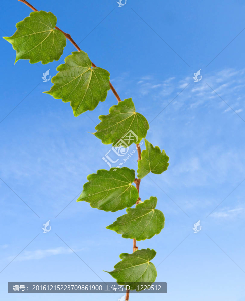 天空背景分支