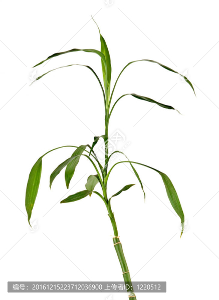 幸運竹