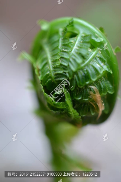 蕨菜