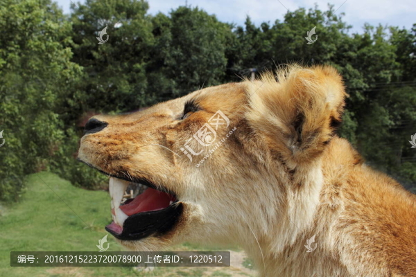 獅子