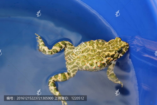 青蛙