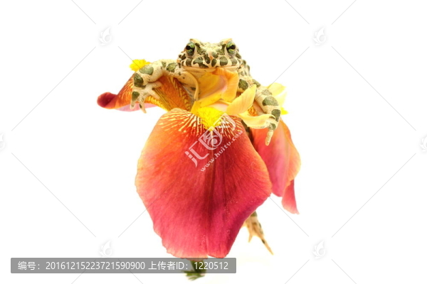 青蛙的花