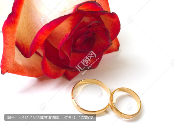 鮮紅的玫瑰和白色背景上的兩枚結(jié)婚戒指