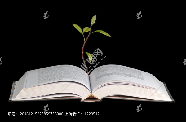從開放的書成長鱷梨幼苗