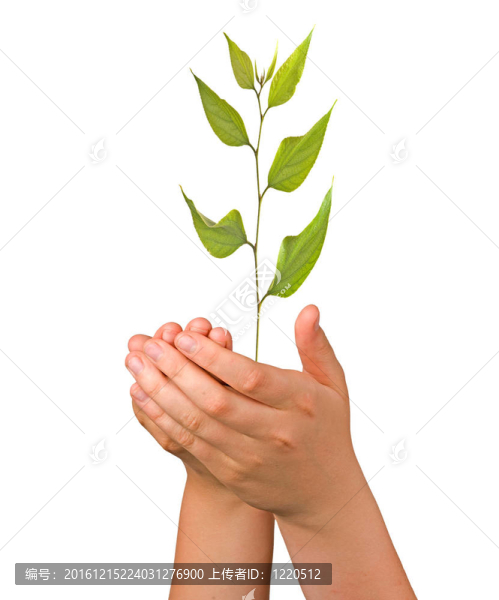 棕櫚樹萌芽作為自然保護(hù)的象征