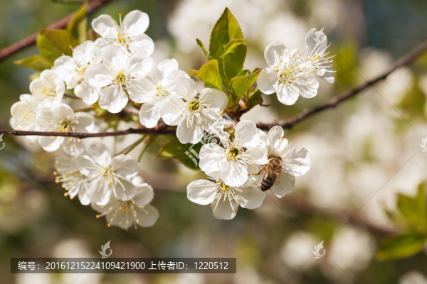 美麗的春天開花的梅花