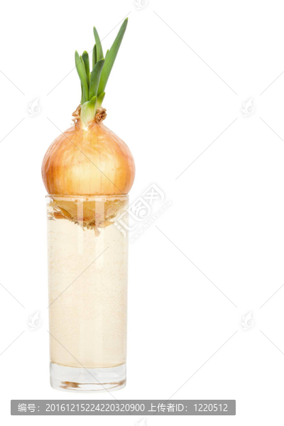 玻璃洋蔥