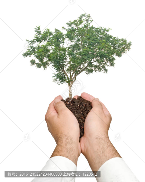 棕櫚樹作為自然保護(hù)的象征