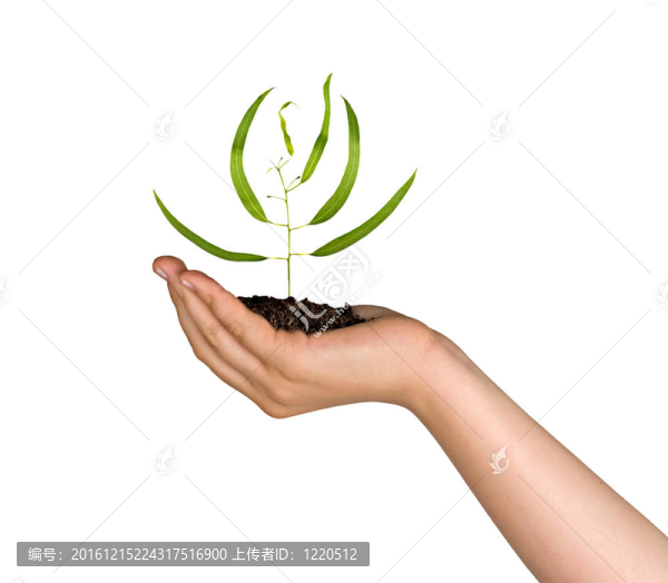 棕櫚樹萌芽作為自然保護的象征