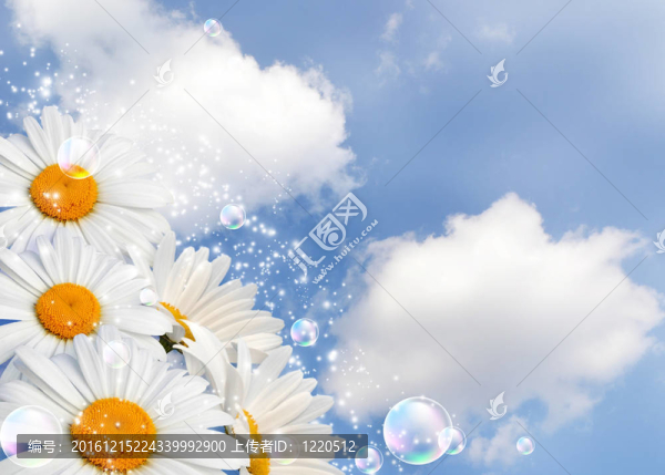 天空的雛菊