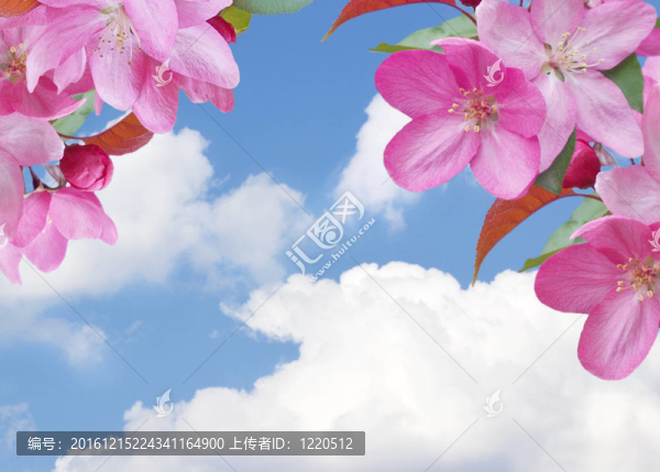 櫻花與云朵
