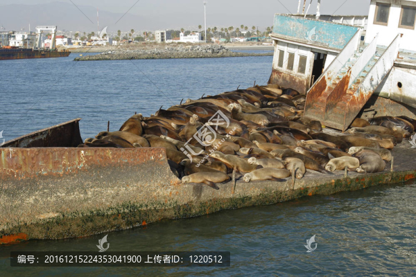 被遺棄的船，在海上lions07