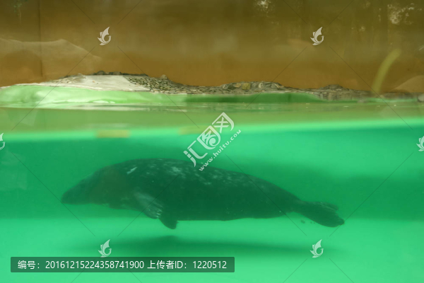 灰海豹Halichoerus,grypus