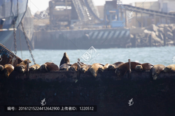 海獅在船上休息