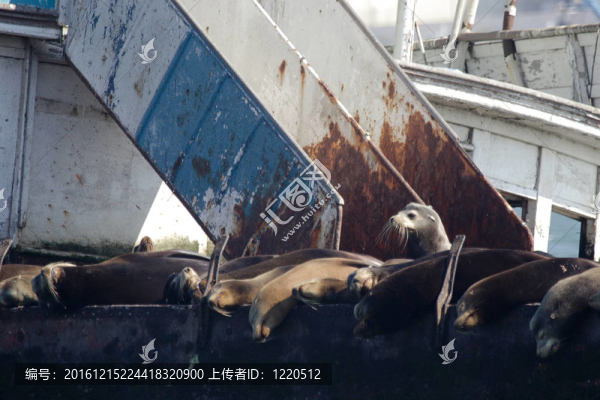 船上海獅