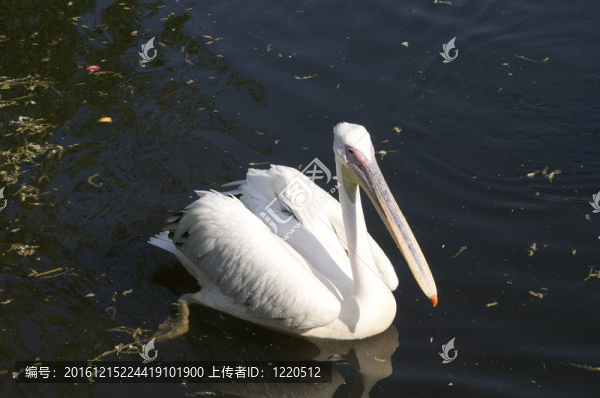 鵜鶘