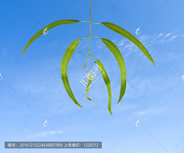 桉樹布朗雄天空背景