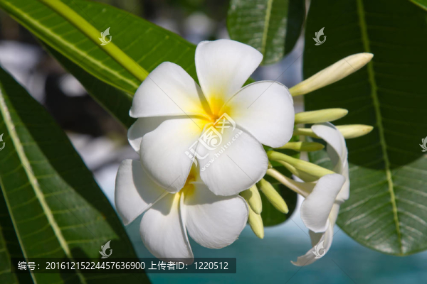 素馨花